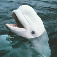 Baby Beluga (In the Deep Blue Sea) [Draft]