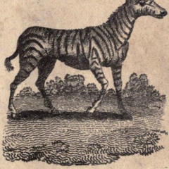 coconut - remix of marathon by tennis