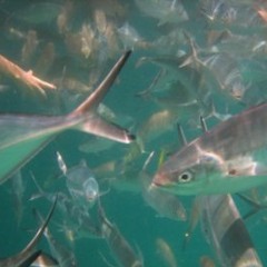 Detuned Portable Studio - Buieié