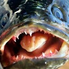 strawberry masion sludge sauce