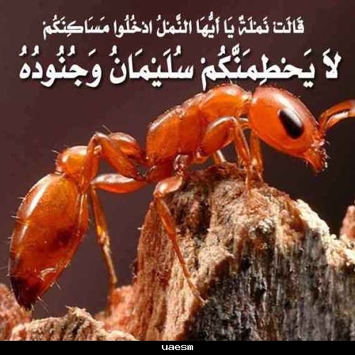 An-Naml سورة النمل - الشيخ أنس بن عيسى العمادي