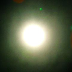 Salamander Wool -  Reptile (Featuring Weyes Blood)