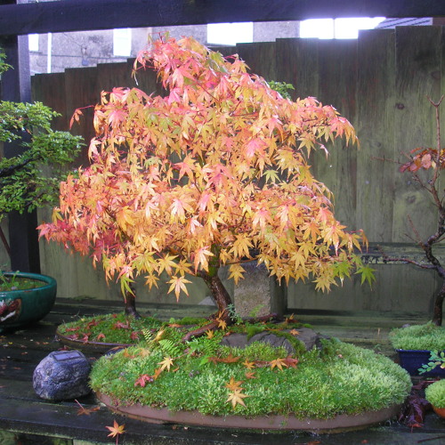 Stream Shakuhachi by andytheflutemaker Listen online for free on