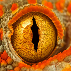 Spectralis - Organic Visions