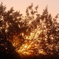 Back to My Country (original)