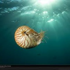 Nell'ombra una scatola chiusa contiene buio - ma anche alla luce