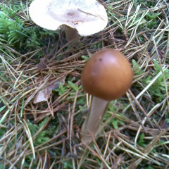 Any word Will do the same