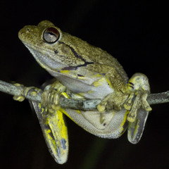 Northern Laughing Treefrog - Litoria rothi