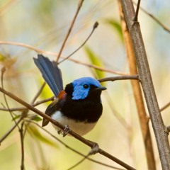 Lovely Fairy-wren - Malurus amabilis