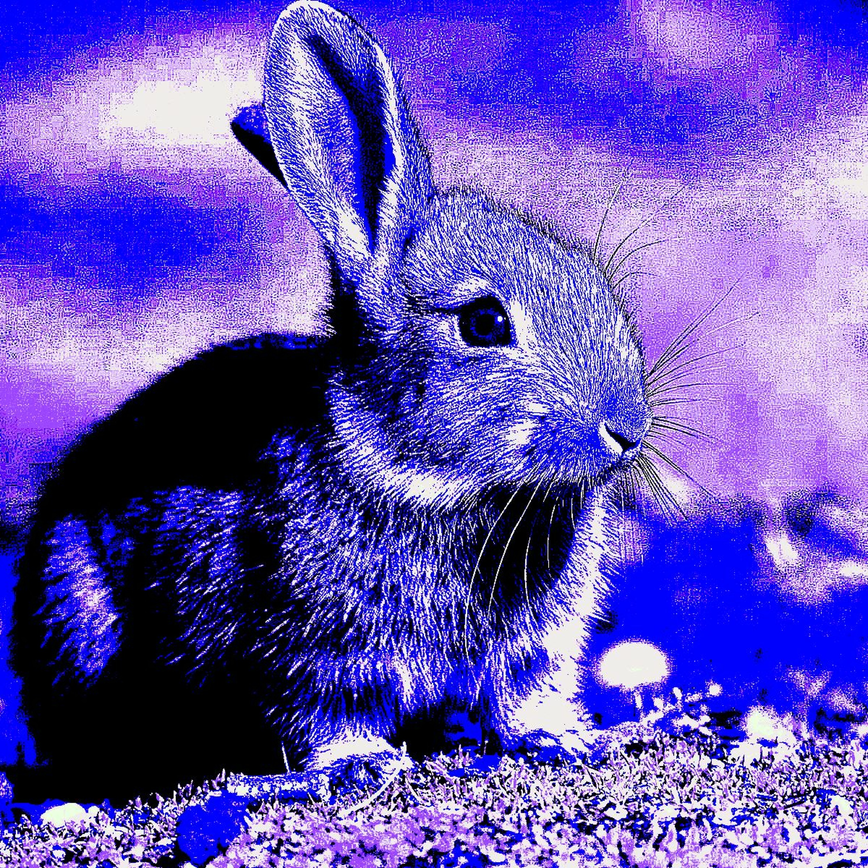 Swift Bunny Rabbit episode artwork