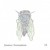 Artwork for "Spider" from Entomophonic 2005