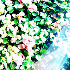 Zuruiyo/Broken wings/Ai De Gongyang (akimi cover ver)