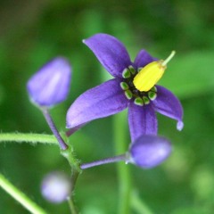 Nightshade Tower in the Coming of Spring