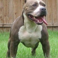 My Pitbull