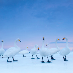 Get Down - Party Mix ( Dirk Bite / LMR )