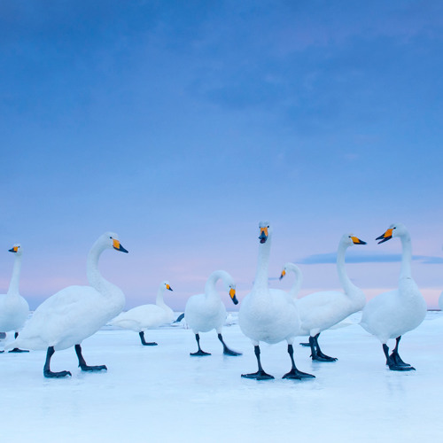 Get Down - Party Mix ( Dirk Bite / LMR )