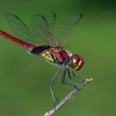 Kanvas - Dragonfly 96kbps preview clip