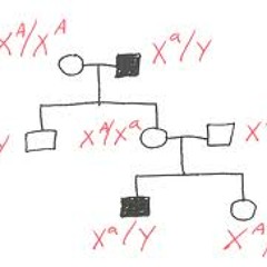 Yonn Solo- Pedigree ft. P.Sweety (Prod By. Grip)