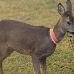 TKC Ep1 Stefan Gates and his incident with a deer