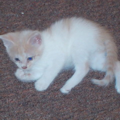 FreeStyle for the Love