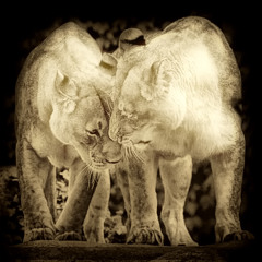 FEELINGS ARE ALWAYS RIGHT - DR STRANGE AMBIENT DJ SET - 2012 - free downloadable 48 Khz 24 bit