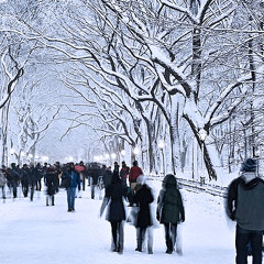 Winter Walk