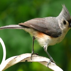 Joyful Songbird; Has Flown