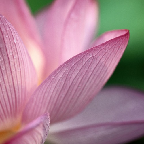 Lotus Flower Jacques Green