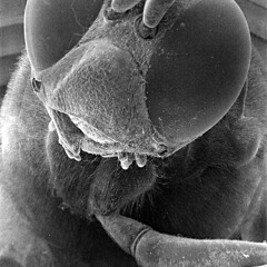 Damn Cicadas (Original)