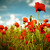 Artwork for Hypha - Papaver Fields
