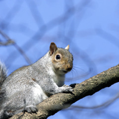 Our Squirrels of Distraction