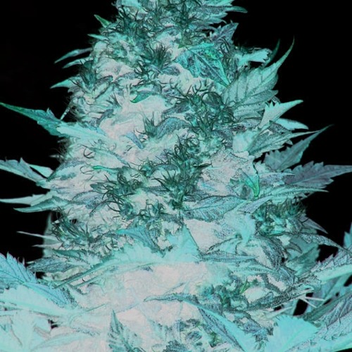 DerBenman - Buddha Brudah (prod. DerRalle)