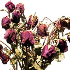 Whitney Houston Dirge (Live at Times Feb 11 2012)