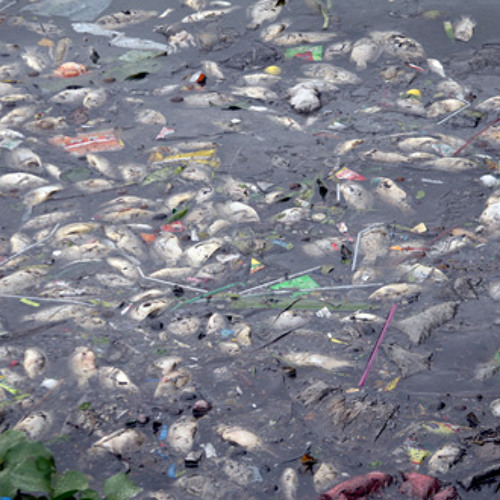 A lot of pollution. Загрязнение рыбы и мяса. Световое загрязнение и рыбы. Water pollution Fish pictures.