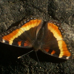 Beats Antique junktion remix