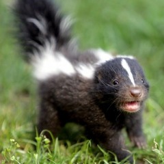 Chazza - Skunk