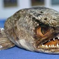 roadblocks and robots