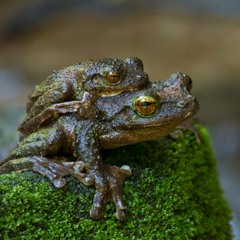 Green-eyed Treefrog - Litoria genimaculata