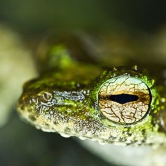 Green-eyed Treefrog - Litoria genimaculata