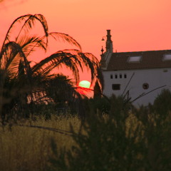 Shadowfinder - Tiny frog can't sleep