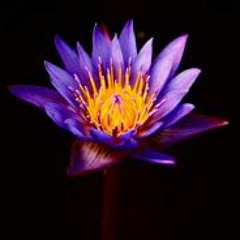 MOBY - Flower - REYKI flip