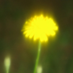 အ၀ါေရာင္ကိုက္ခဲမႈ-ေလးျဖဴ