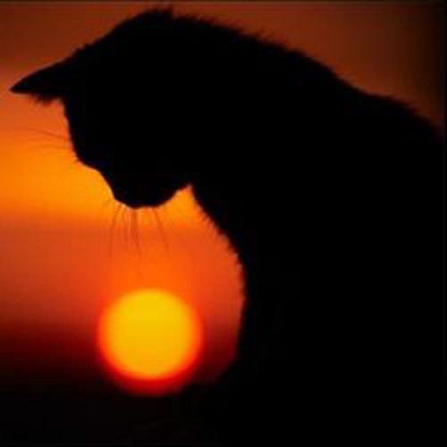 Кот Балу ft Банума - Открой