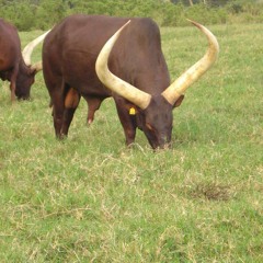 06 INKA NIY'URUKUNDO