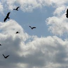 Why do birds suddenly appear