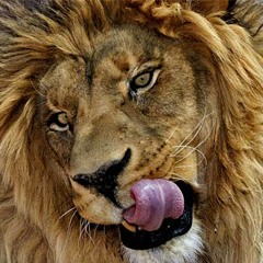 Organ Sale (Zomboy vs. AwolNation)