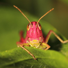 Sefly - Sad cricket