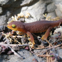 2012 casiOpiate: march of the newts