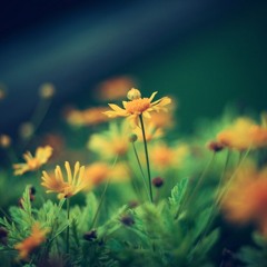 Shi-ko - Flouvers day