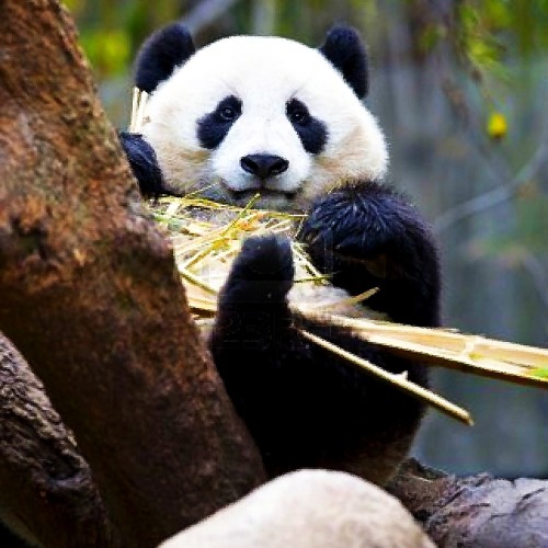 Panda On The Bamboo Tree - Eating Sushi With Extacy